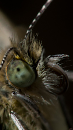 cabbage white butterfly