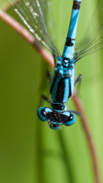 common blue damselfly