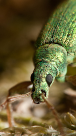 nettle weevil
