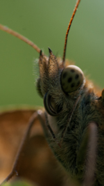 silver washed fritillary