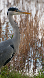 grey heron