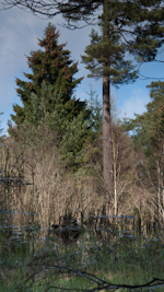 reflections in a pond perthshire