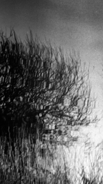 reflections on wetlands