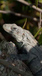 spiny tailed iguana
