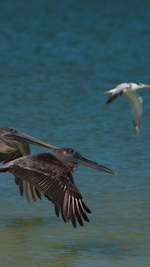 pelicans in flight