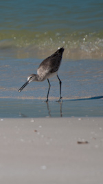 sand piper