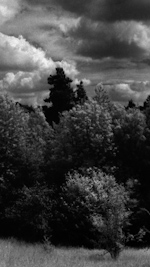 buckinghamshire woodlands in infrared