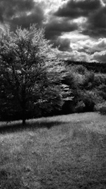 buckinghamshire woodlands in infrared