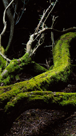moss on a hawthorn tree